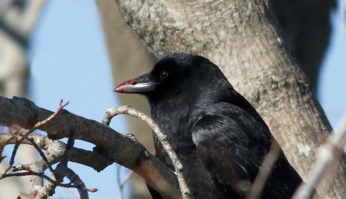 American Crow - ML293525351