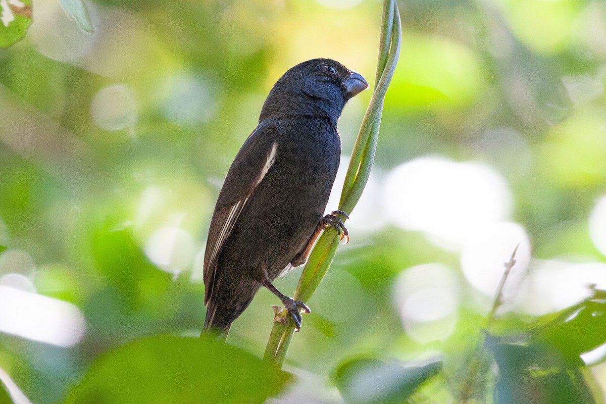 Cuban Bullfinch - ML293526001