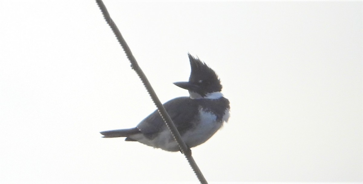 Belted Kingfisher - ML293526331