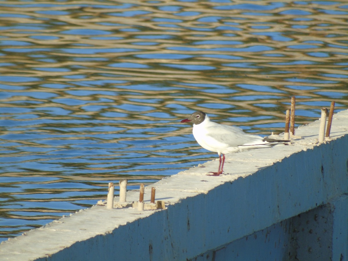 Mouette rieuse - ML293528451
