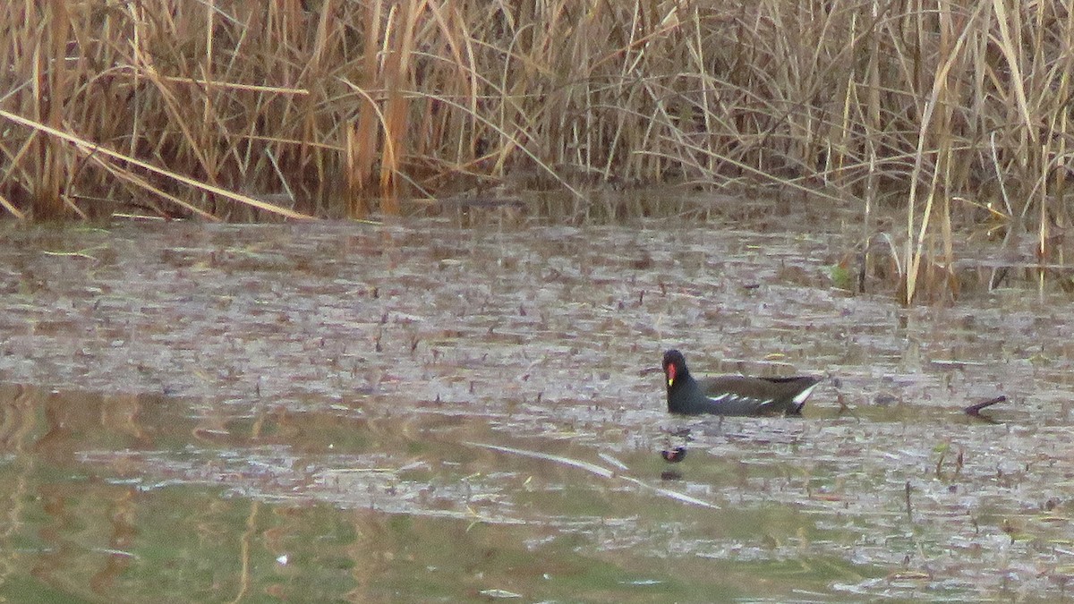 Eurasian Moorhen - ML293529711