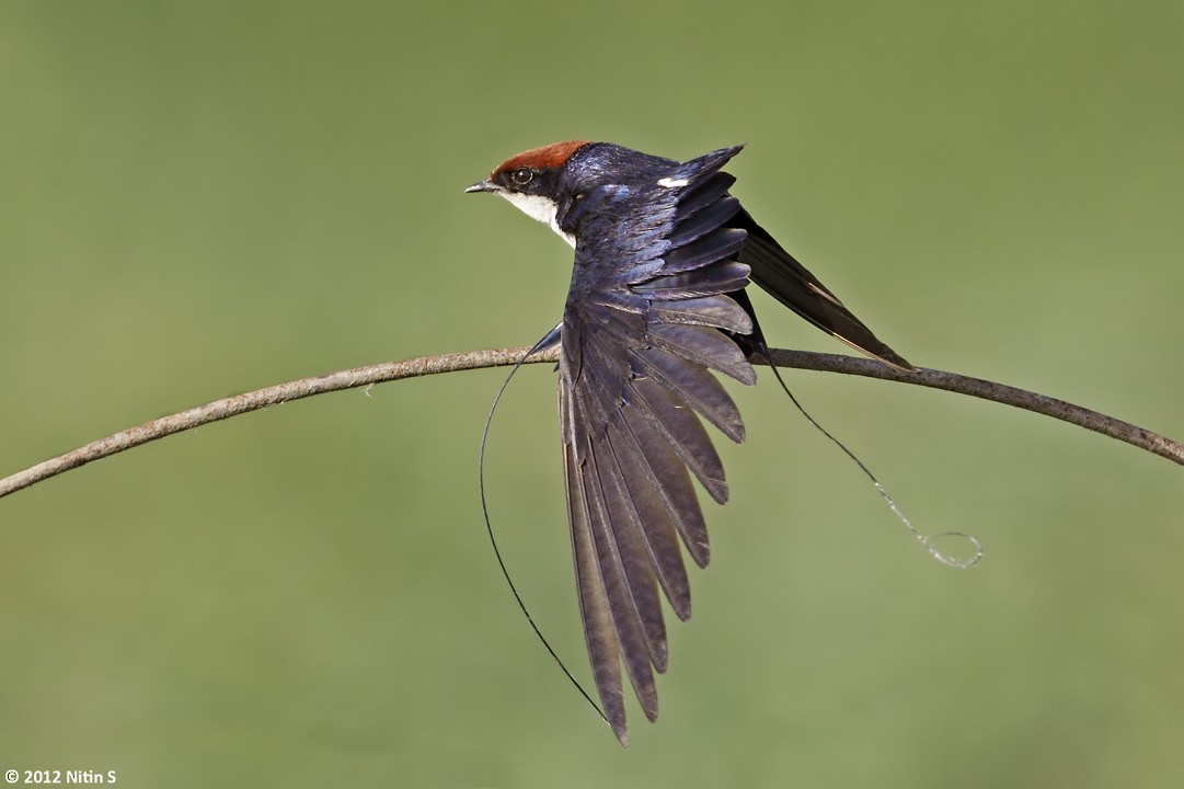 Wire-tailed Swallow - ML293530231