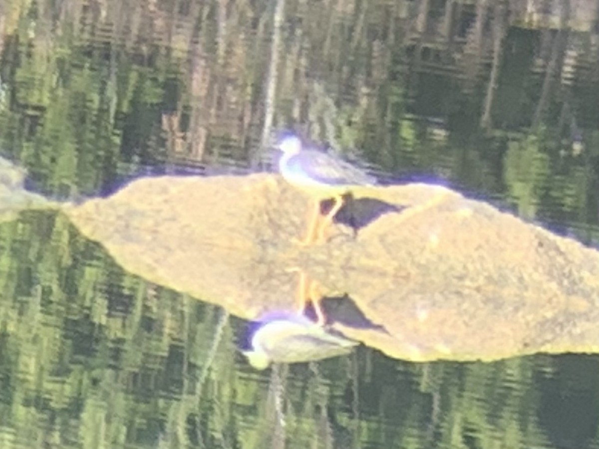 Greater Yellowlegs - ML293533571