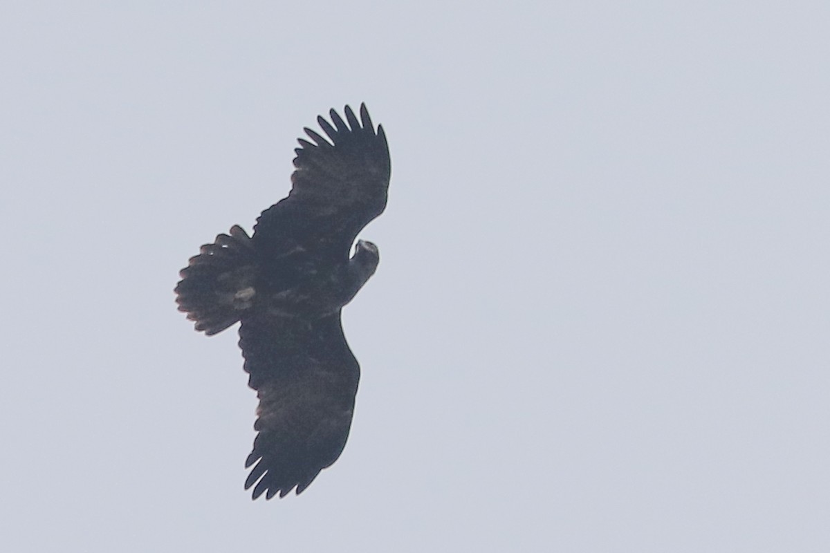 Greater Spotted Eagle - ML293535211