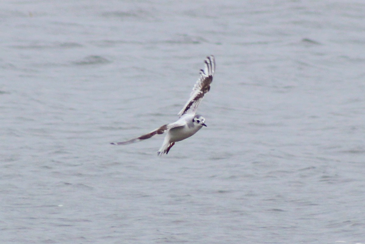 Little Gull - ML29353541