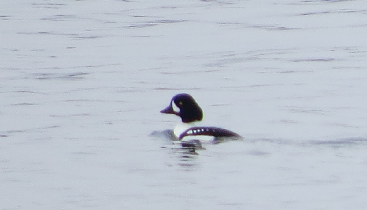 Barrow's Goldeneye - ML293536201