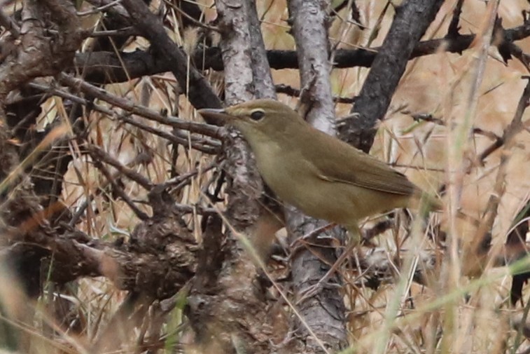 Blyth's Reed Warbler - ML293536481