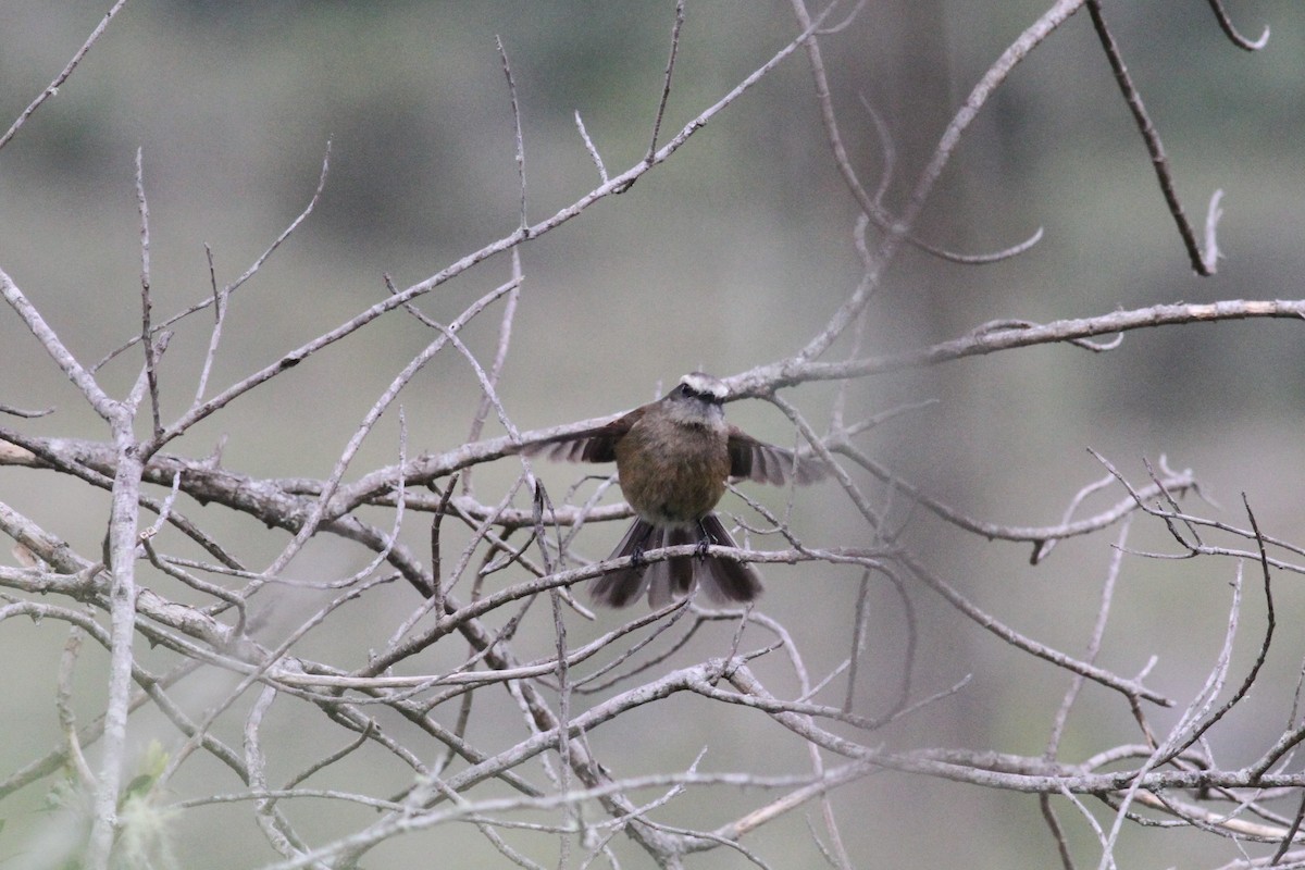 Brown-backed Chat-Tyrant - ML29353851