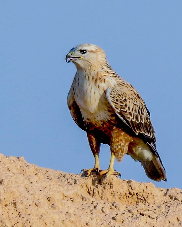 Long-legged Buzzard - ML293539211