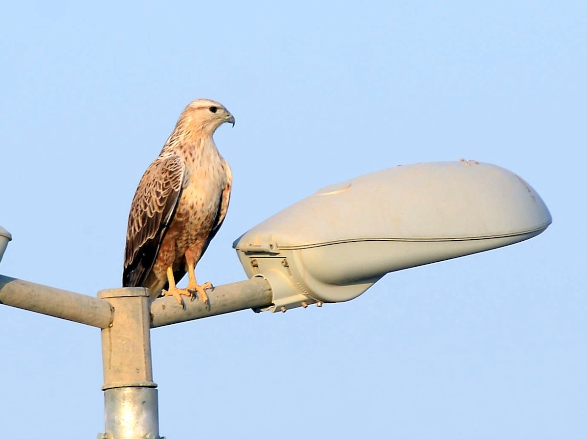 Long-legged Buzzard - ML293539221