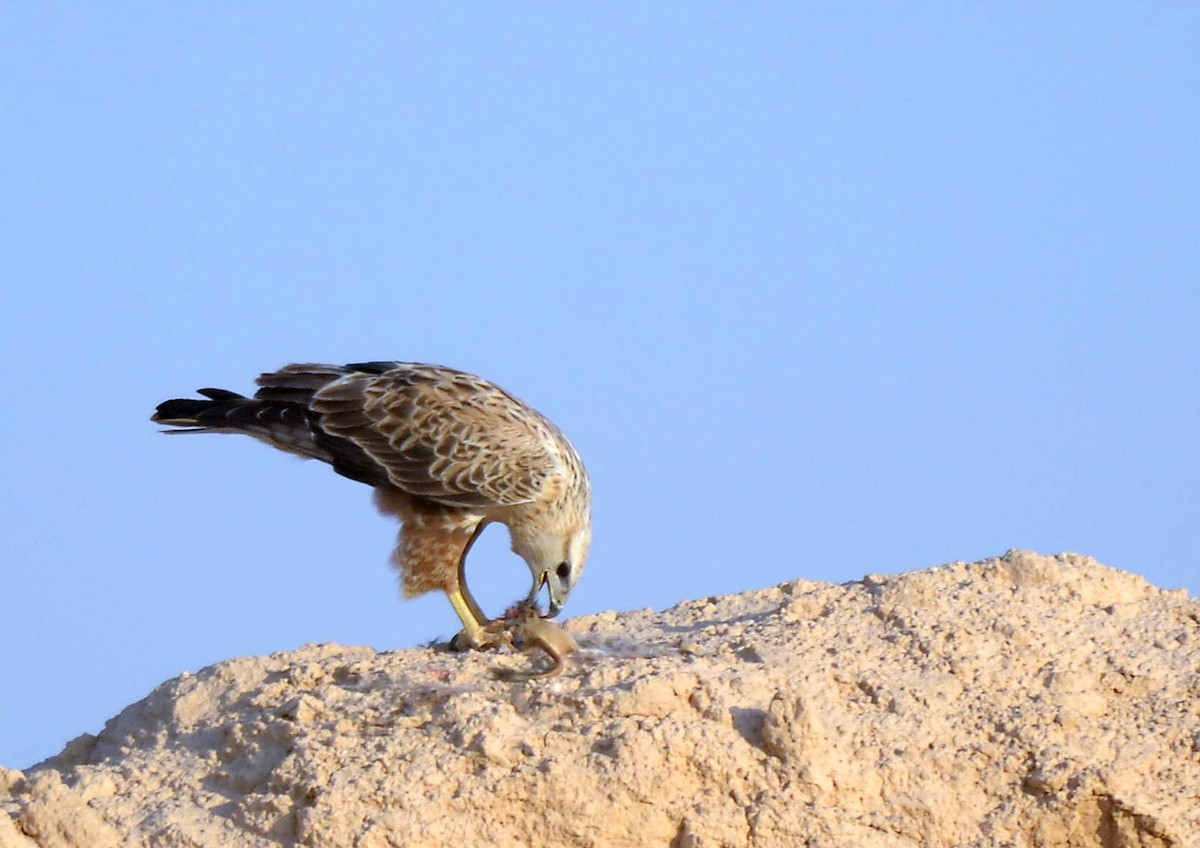 Long-legged Buzzard - ML293539241