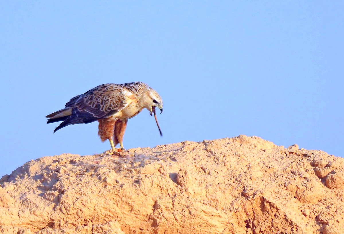 Long-legged Buzzard - ML293539301