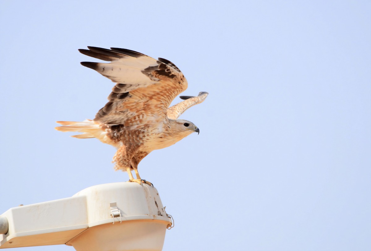 Long-legged Buzzard - ML293539311