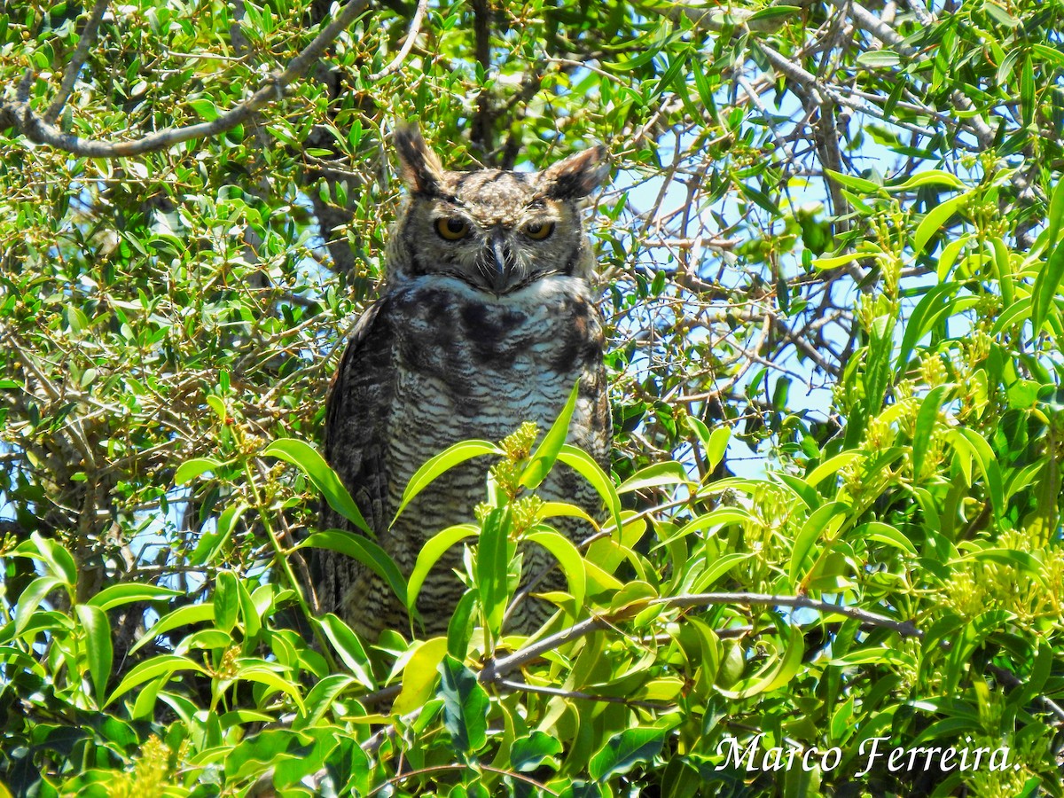 Great Horned Owl - Marco  Ferreira