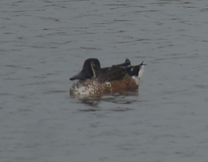 Blue-winged Teal x Northern Shoveler (hybrid) - ML293540641