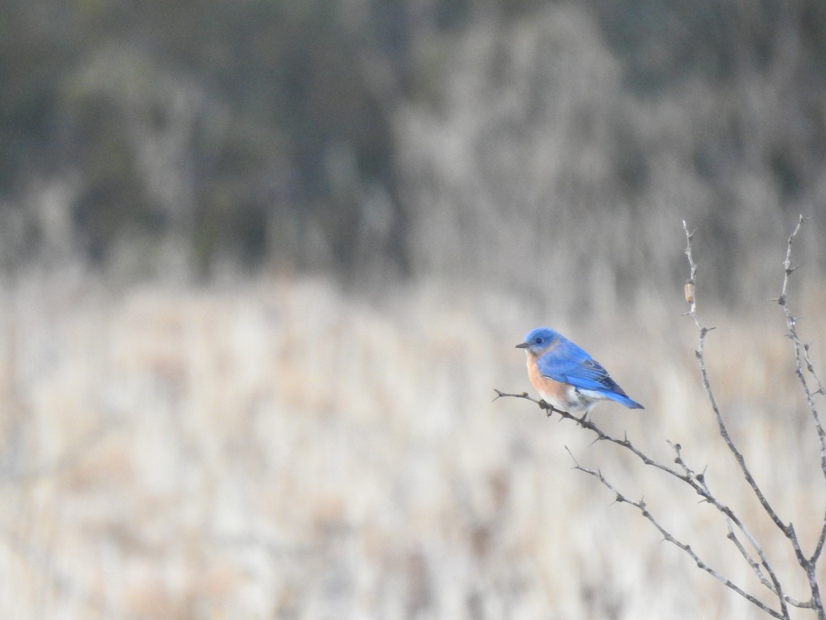 Eastern Bluebird - ML293543751