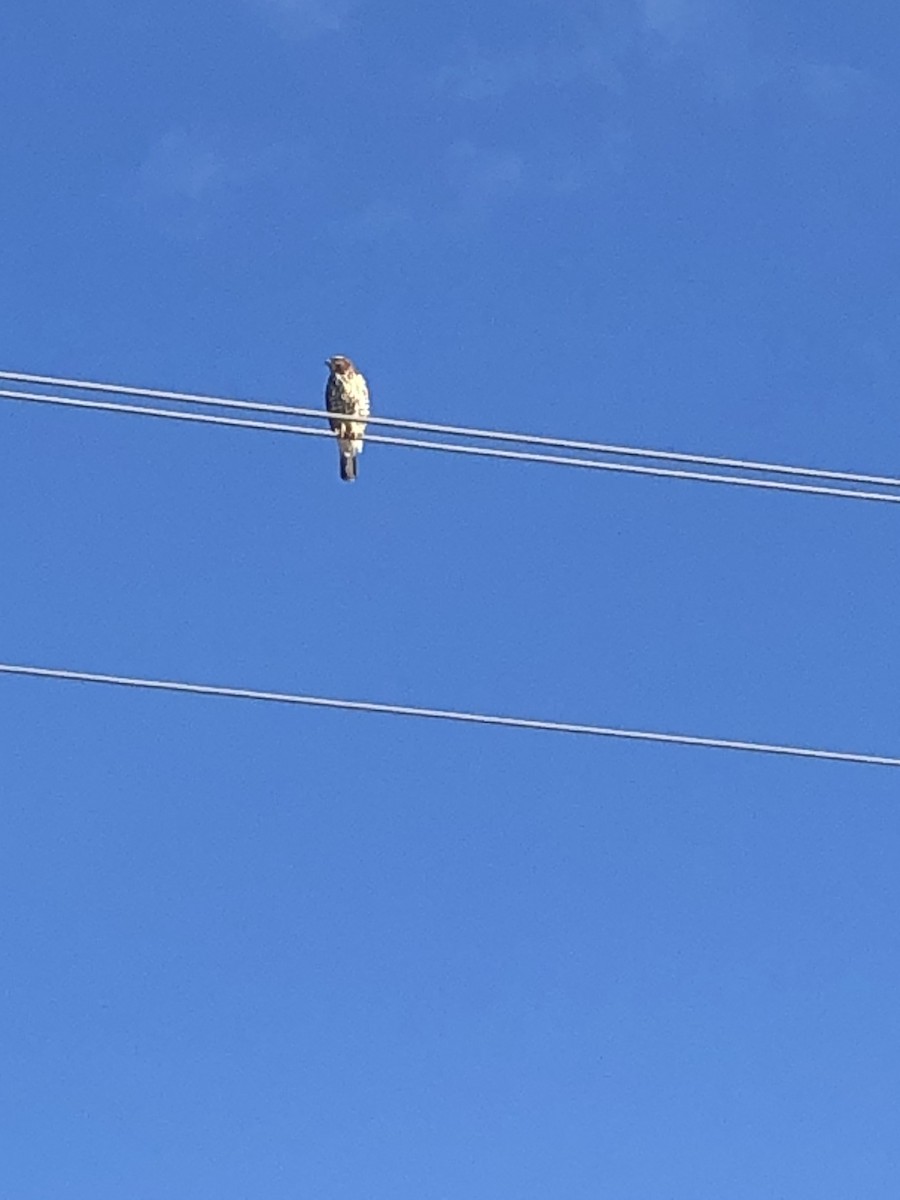 Broad-winged Hawk - ML293545061