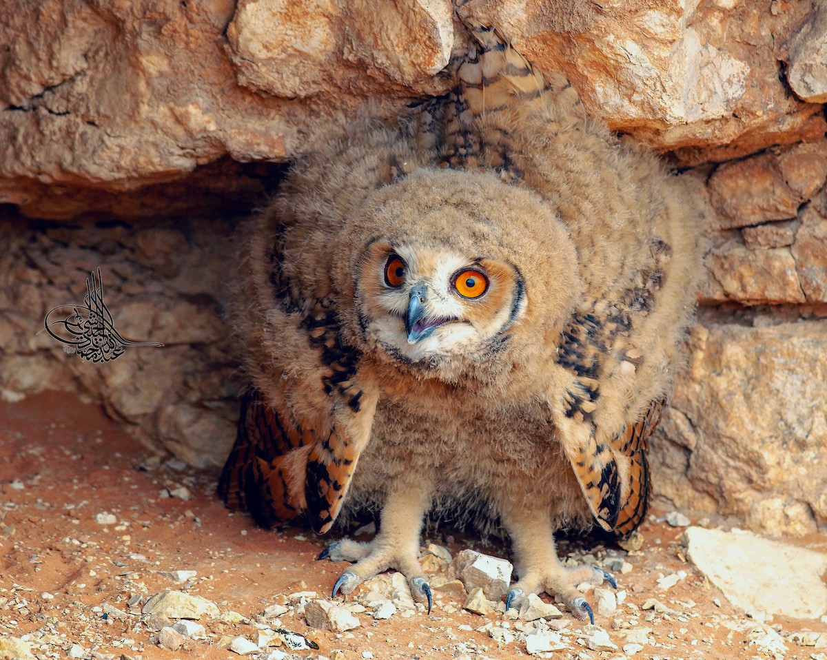 Pharaoh Eagle-Owl - ML293545571