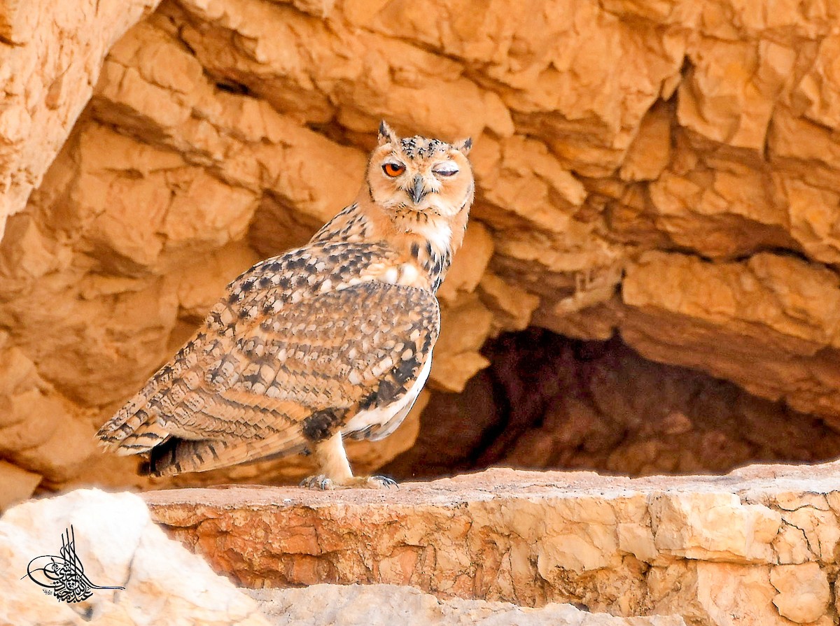 Pharaoh Eagle-Owl - ML293546141