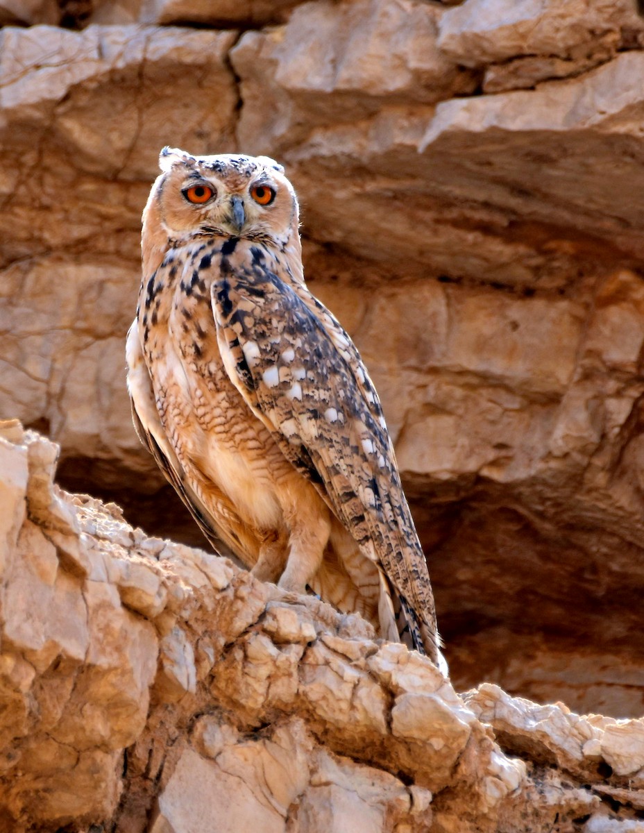 Pharaoh Eagle-Owl - ML293546161