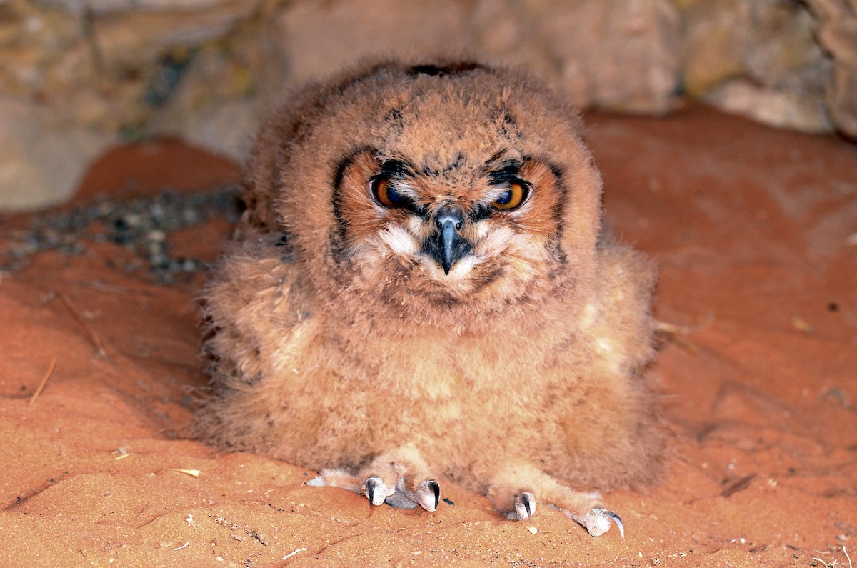 Pharaoh Eagle-Owl - ML293546201