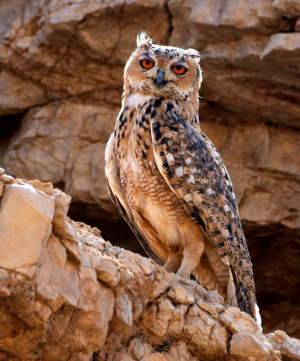 Pharaoh Eagle-Owl - ML293546211