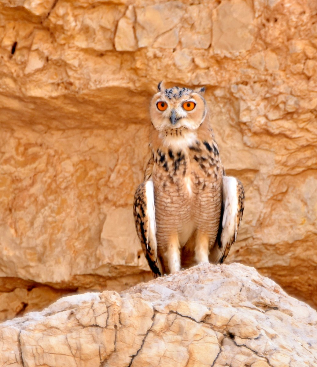 Pharaoh Eagle-Owl - ML293546221