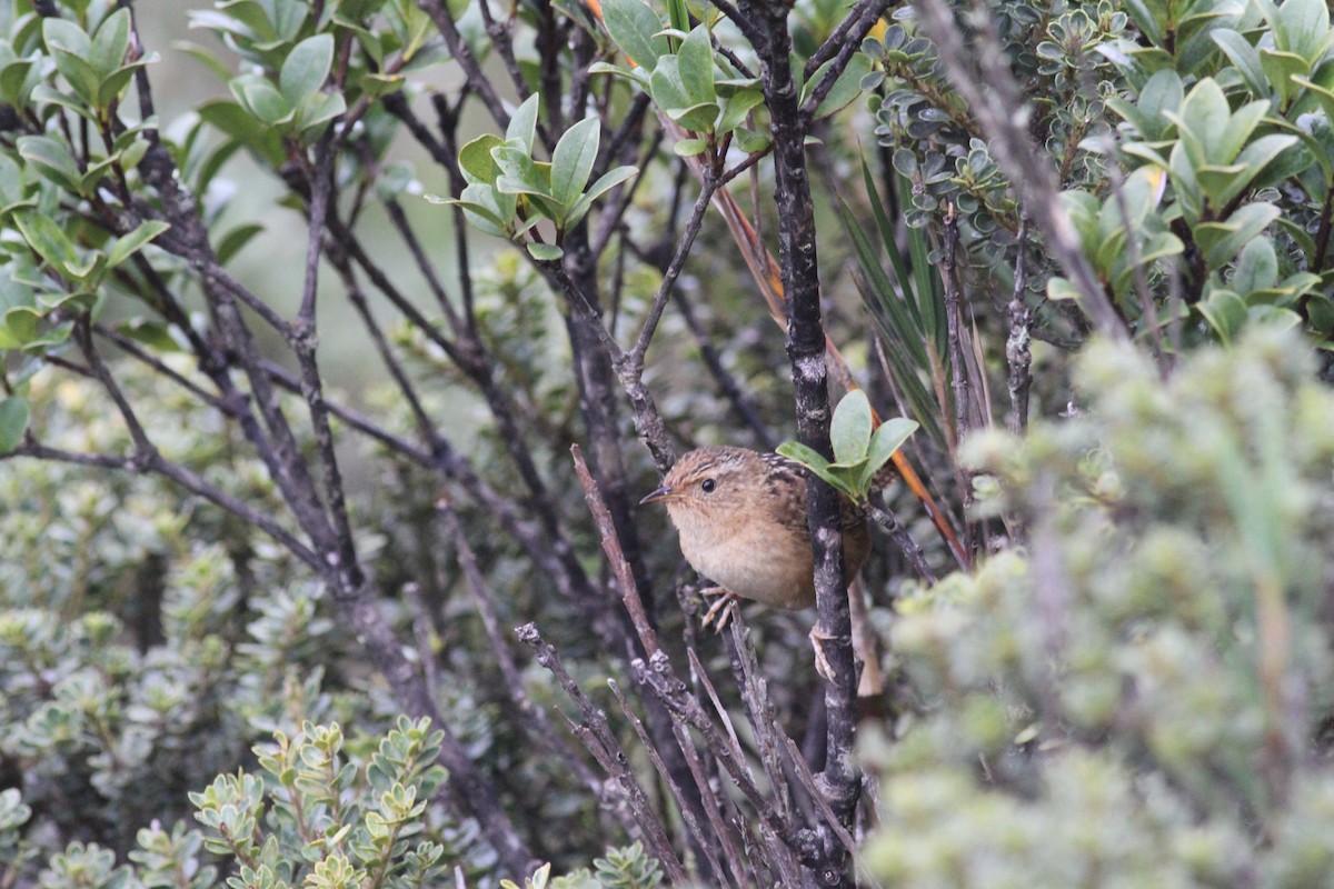 Grass Wren - ML29354641