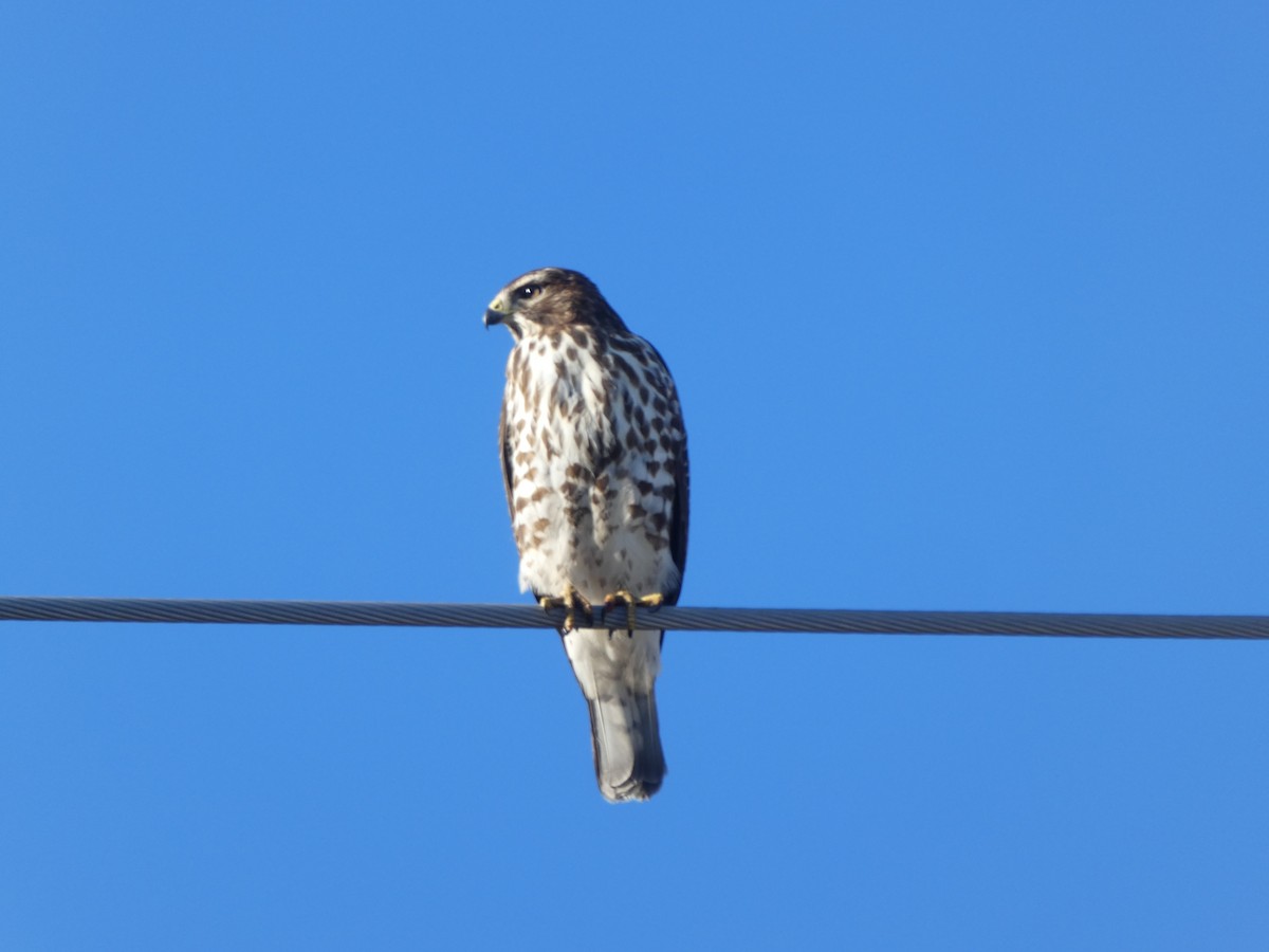 Broad-winged Hawk - ML293546591