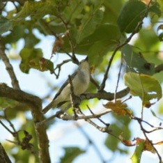 Ultramarine Flycatcher - Pratik Kamu