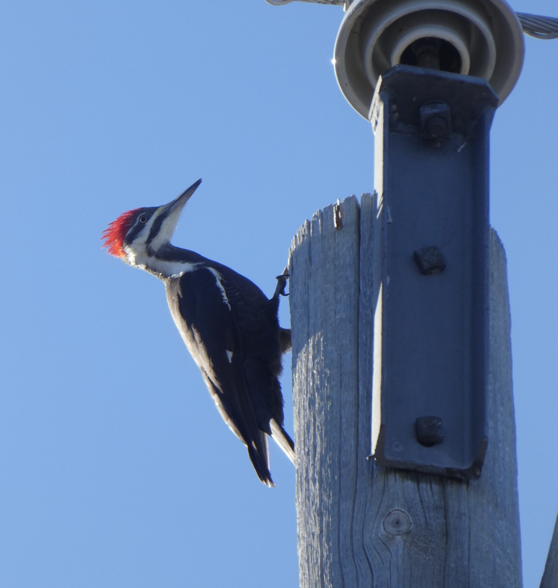 Pileated Woodpecker - ML293547051