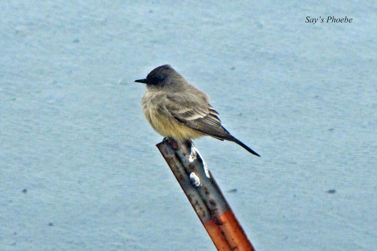 Say's Phoebe - ML293547141