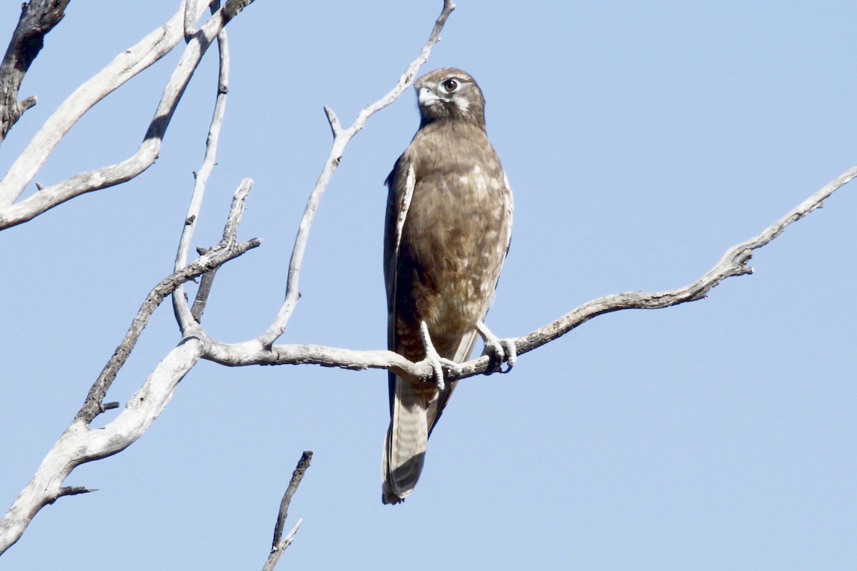 Brown Falcon - ML29354721