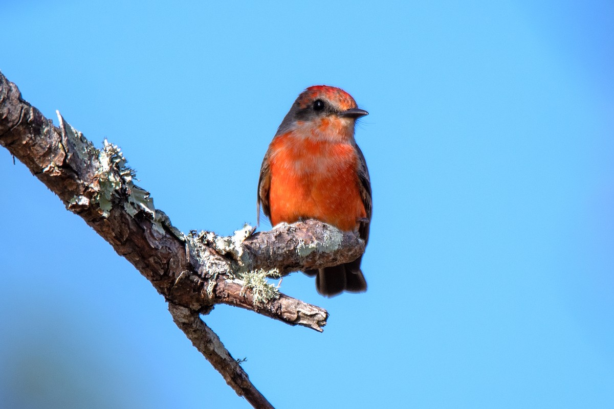 Vermilion Flycatcher - ML293547521