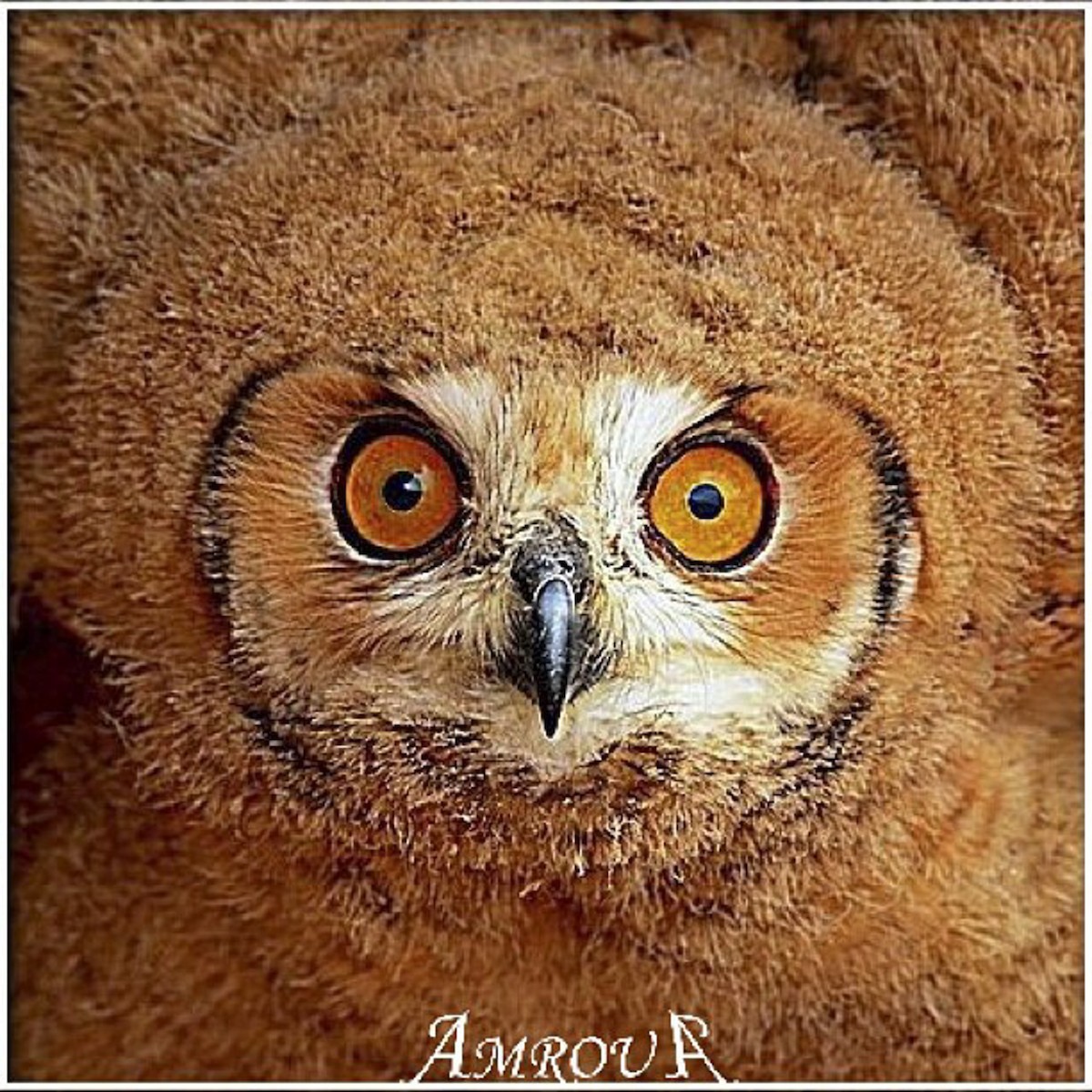 Pharaoh Eagle-Owl - ML293547541