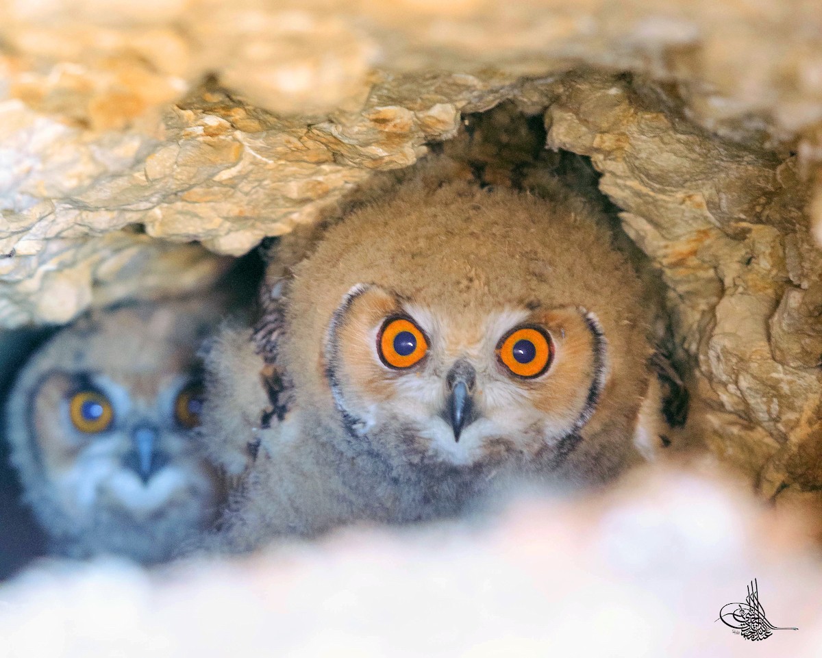 Pharaoh Eagle-Owl - ML293547601