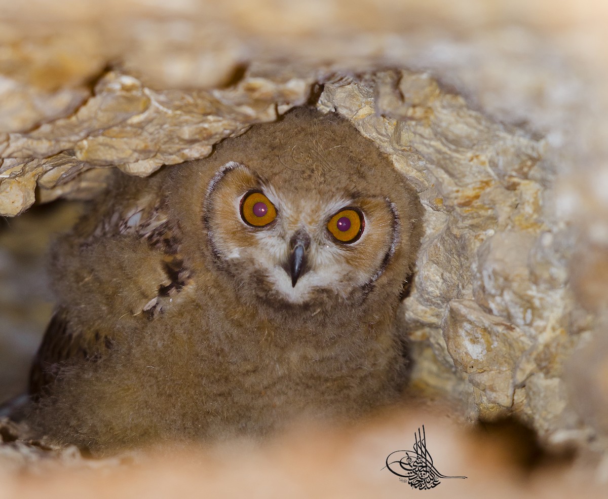 Pharaoh Eagle-Owl - ML293547611