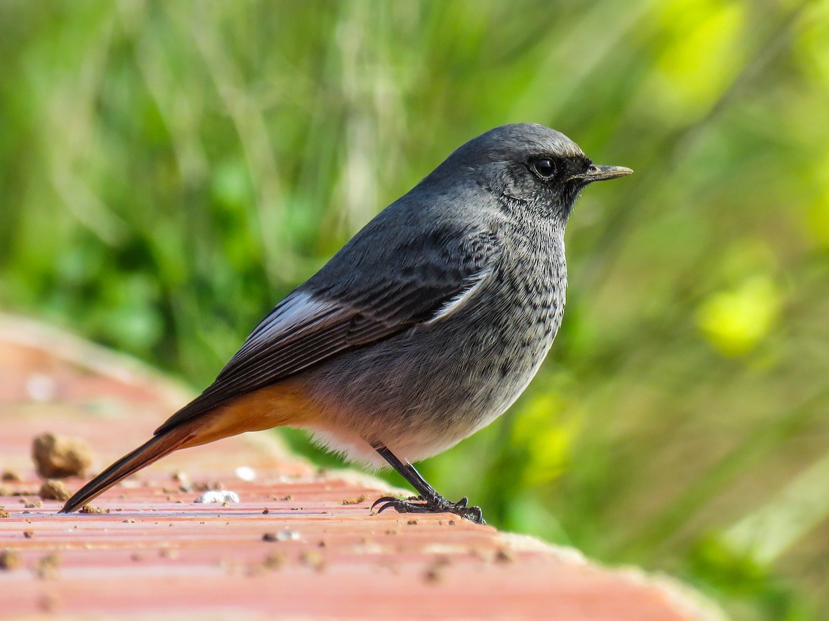 Black Redstart - ML293547981