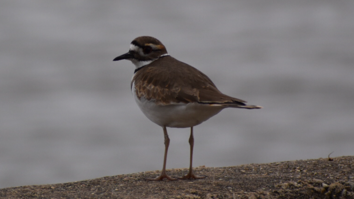 Killdeer - ML293548061