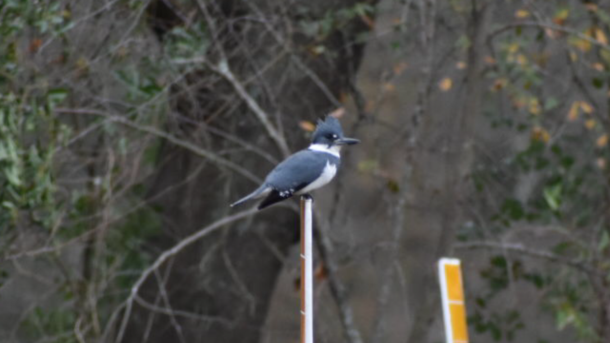 Belted Kingfisher - ML293548351