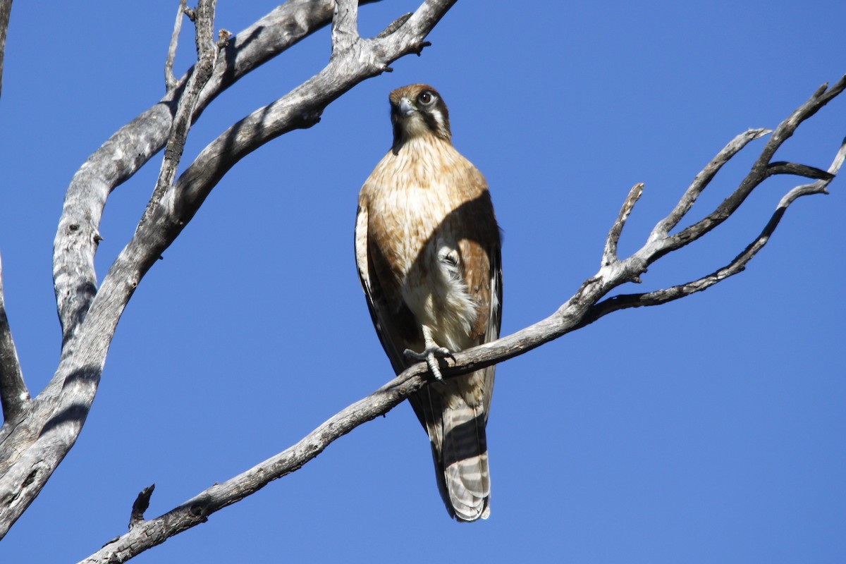 Brown Falcon - ML29354861