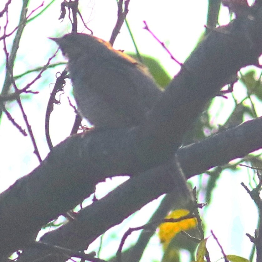 Eurasian Wryneck - ML293548671
