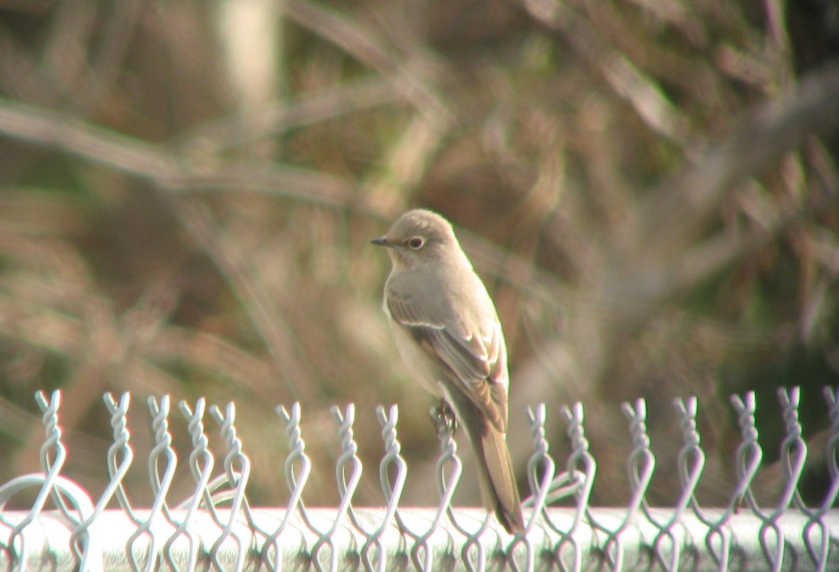 Townsend's Solitaire - John Collins