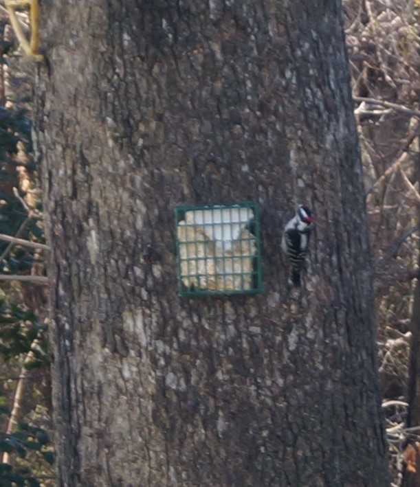 Downy Woodpecker - ML293549471