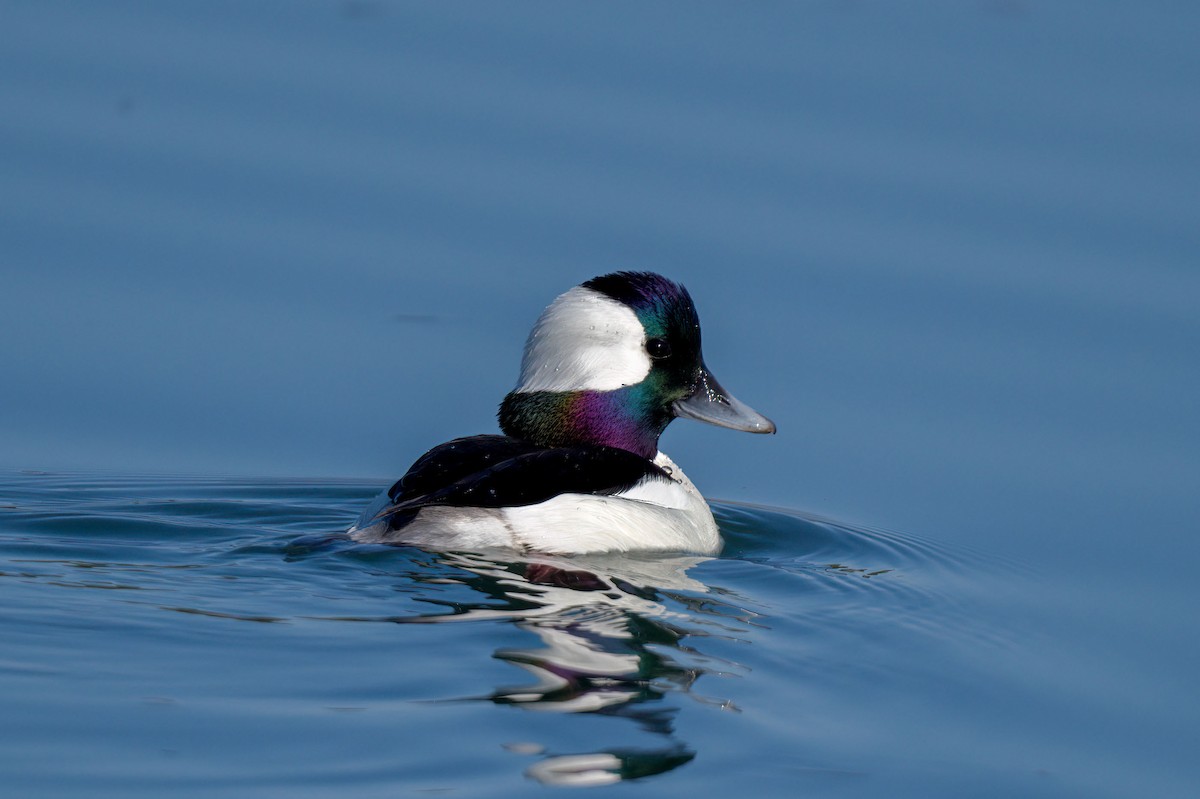 Bufflehead - Andrew Newmark