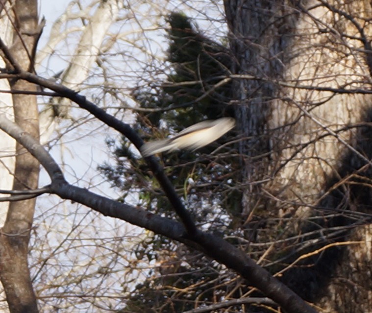 Tufted Titmouse - Ethan Bryson