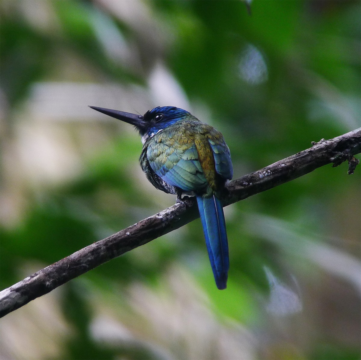 Purplish Jacamar - ML293551051