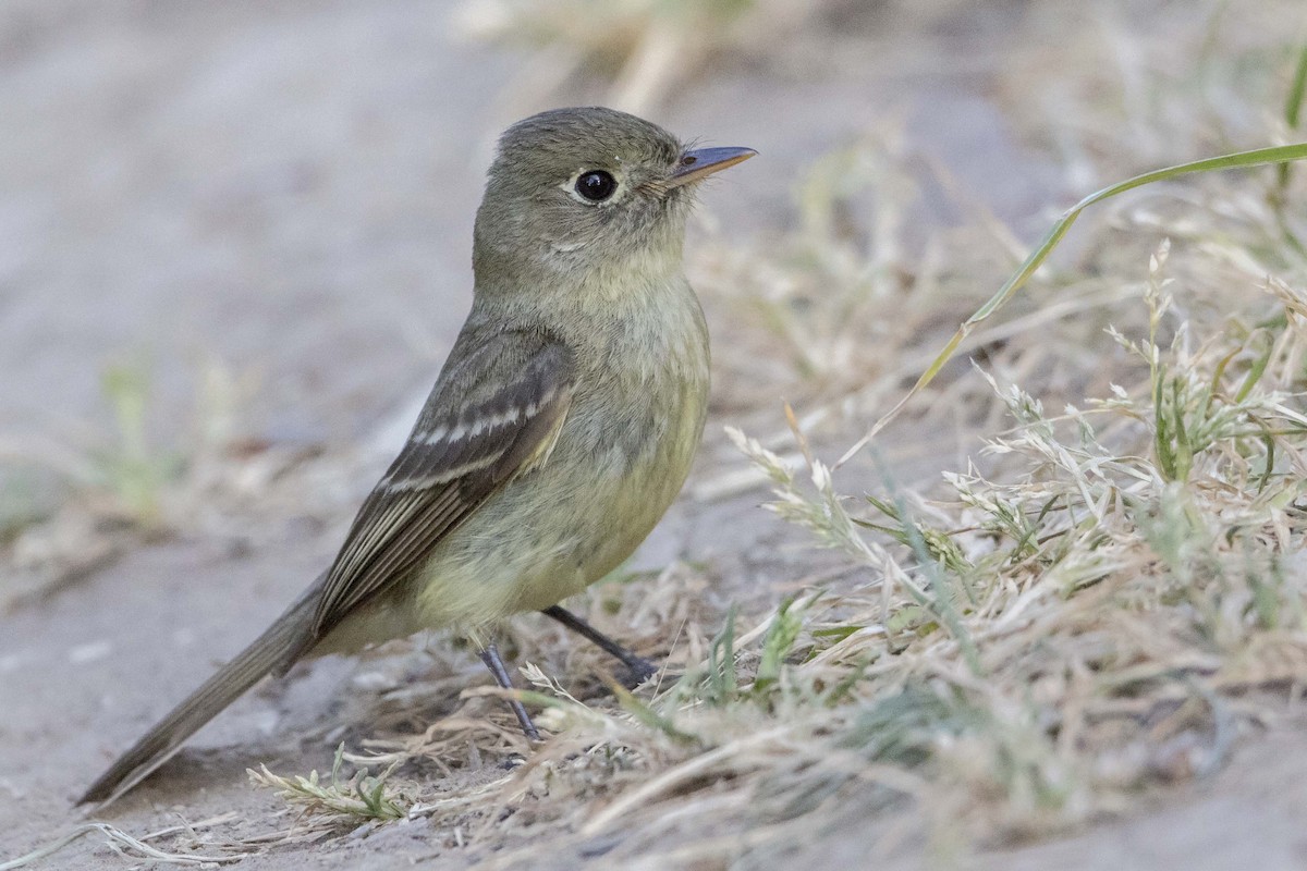 Western Flycatcher (Pacific-slope) - ML29355111