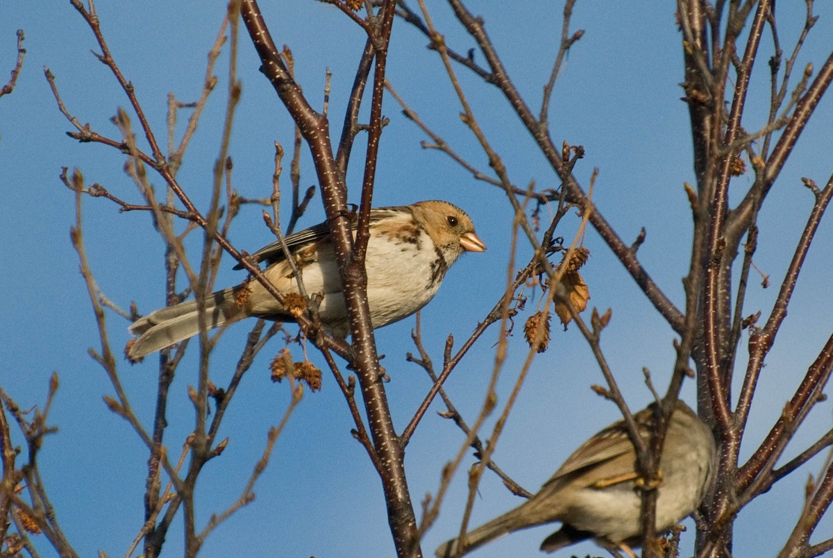 Harris's Sparrow - ML293551181
