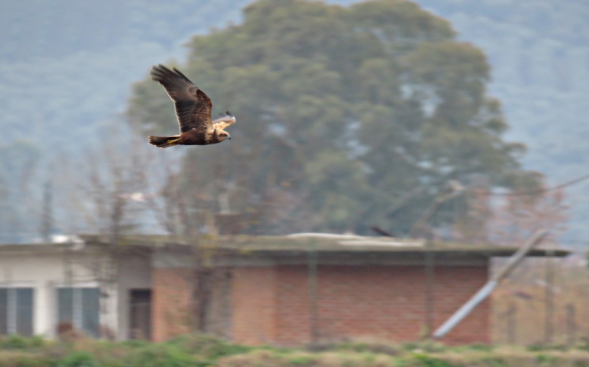 Western Marsh Harrier - ML293551731